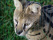 Serval at Honolulu Zoo
