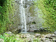Secrets of Hawaii - Manoa Falls Trail