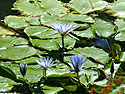Photo 2 - Water Lily