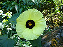 Photo 3 - Hibiscus
