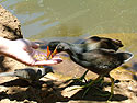 Photo 1 - 'Alae 'Ula (Common Moorhen)